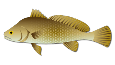 Freshwater Drum