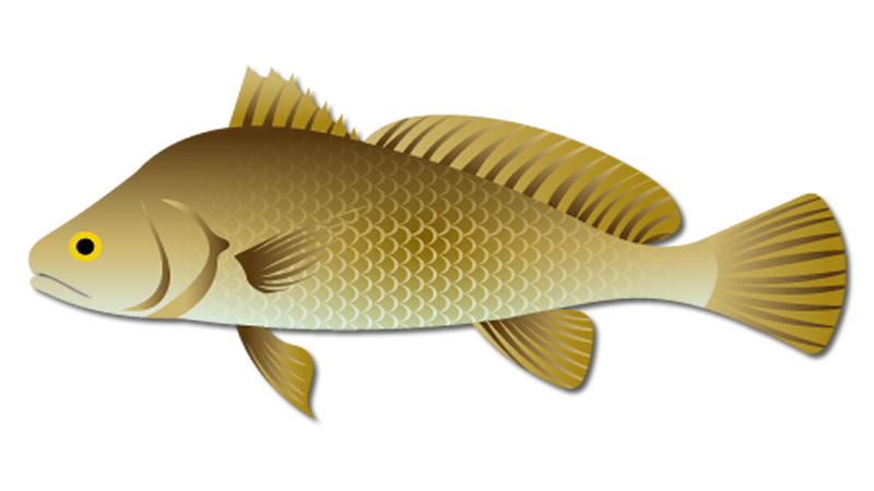 Freshwater Drum