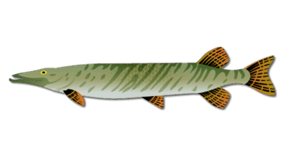Musky Fish