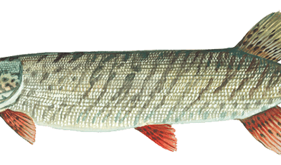 Musky Fish