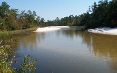 Blackwater River in Florida | Guide to Florida State Park with Activities