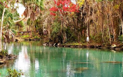 Crystal River -Complete Guide to Enjoying Crystal River Activities