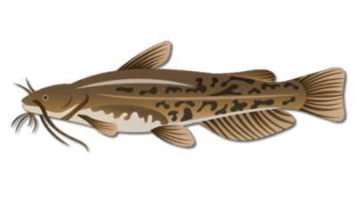 Bullhead Catfish