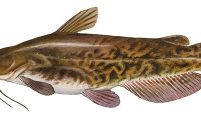 Bullhead Catfish