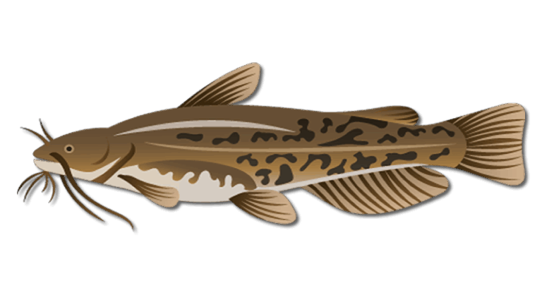 Bullhead Catfish
