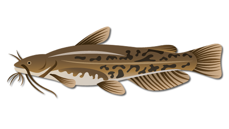 Bullhead Catfish