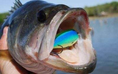 Mastering Shallow Crankbait Fishing: Tips for Success