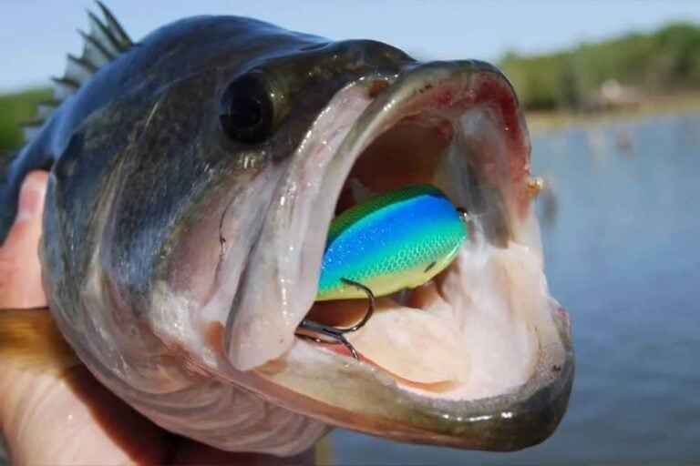 Mastering Shallow Crankbait Fishing: Tips for Success 10 How to Fish a Crankbait - 6 Tips Mastering Shallow Crankbait Fishing: Tips for Success