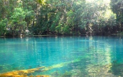 Wacissa River – Complete Guide to Outdoor things to Do on the Wacissa
