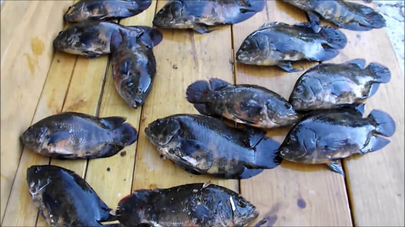 Fishing Oscar Fish Oscar fish care guide