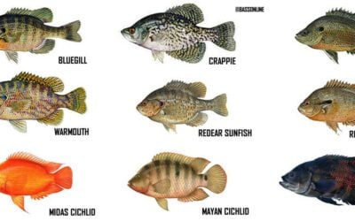 Freshwater Fish Species