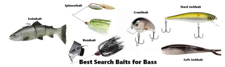 Best Search Baits for Bass