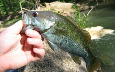 Redeye Bass