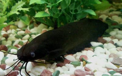 Airsac Catfish