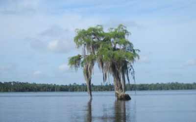 Palestine Lake Florida