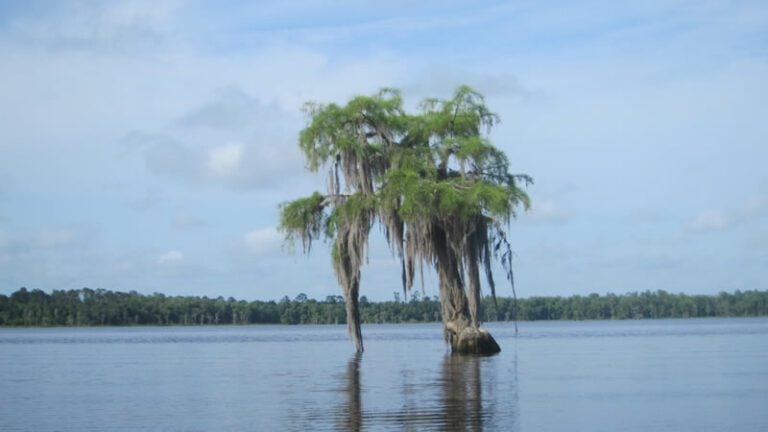 Palestine Lake Florida
