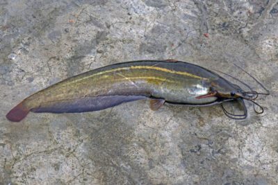 Asian Catfish