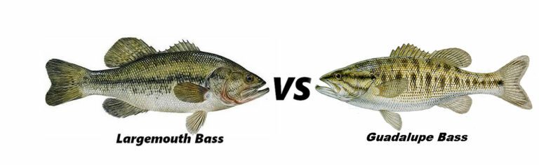 Guadalupe Bass vs Largemouth Bass