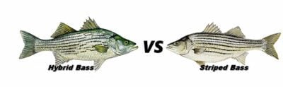 Differentiating Between Hybrid & Striped Bass