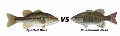 Spotted & Smallmouth: The Differences Between the Two Bass Types