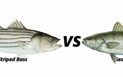 Striped Bass vs Sea Bass