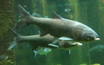 Bighead Carp