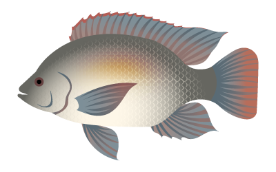 Spotted Tilapia