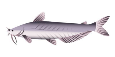Blue Catfish