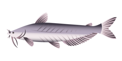 Blue Catfish