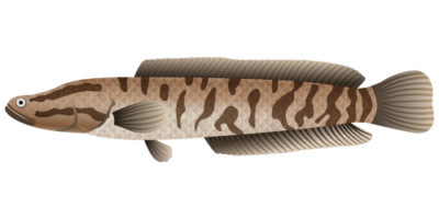 Snakehead