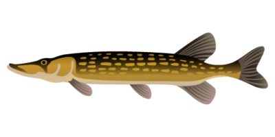 Chain Pickerel or Esox niger