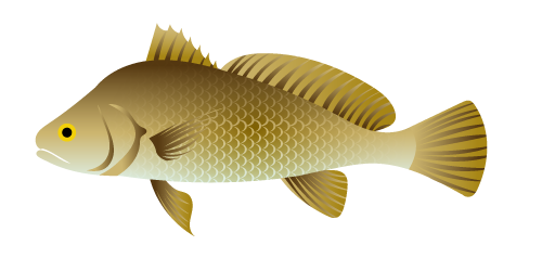 FRESHWATER DRUM