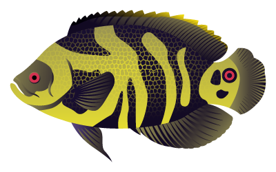 Oscar fish