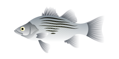 White Bass