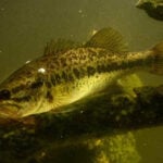 Pymatuning Reservoir thumbnail