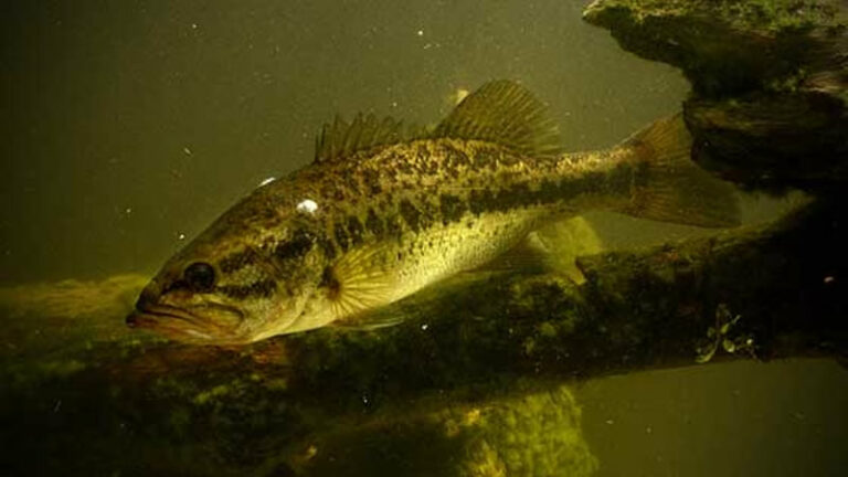 Winter Largemouth Bass Habitat - Fish of Alabama and others