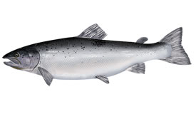 Lake Ontario Salmon