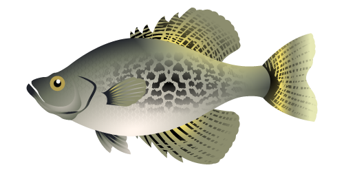Crappie