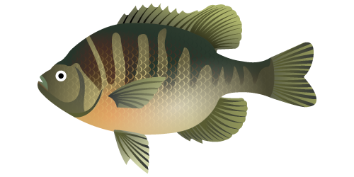 Bluegill