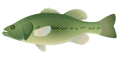 Micropterus-Salmoides-Largemouth bass