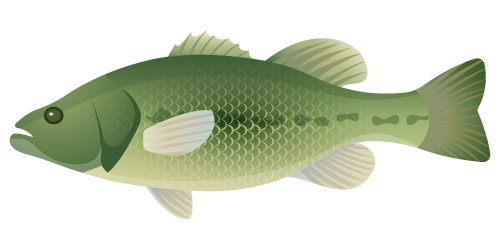 Largemouth Bass in Palm Coast