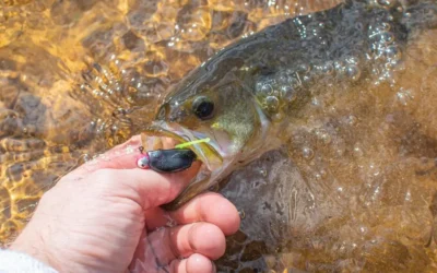 Bowfin vs Bass: 12 Critical Differences to Know