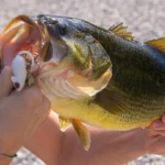 Cedar Creek Reservoir thumbnail