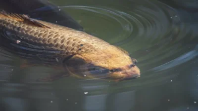 Grass Carp vs Common Carp: Key Differences Explained
