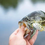 Finger Lakes thumbnail