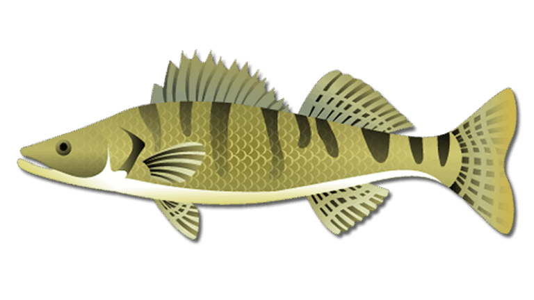 Walleye Fish