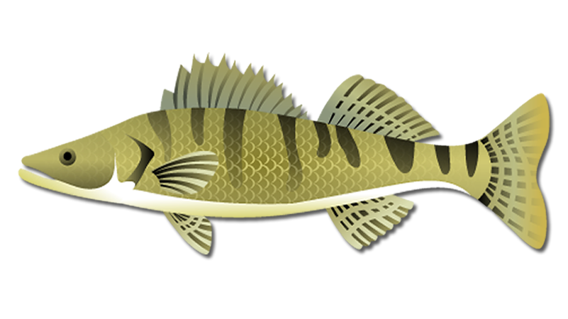 Walleye