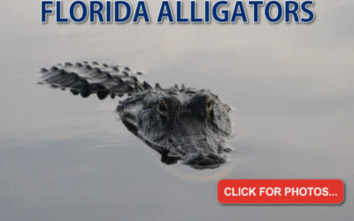 Florida Wildlife Pictures